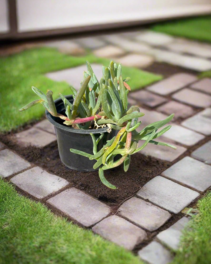 Ground Cover Sesuvium Portulacastrum (Sea Purslane) | 8 - 10 cm - Acacia Garden Center