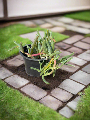 Ground Cover Sesuvium Portulacastrum (Sea Purslane) | 8 - 10 cm - Acacia Garden Center