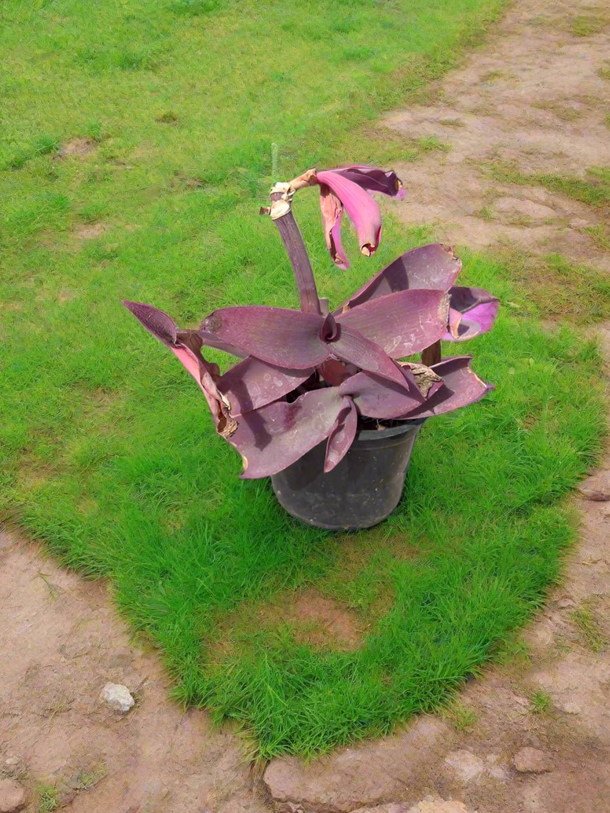 Ground Cover Setcreasea Purpurea (Pruple Heart|Purple Queen) | 5 - 8cm - Acacia Garden Center