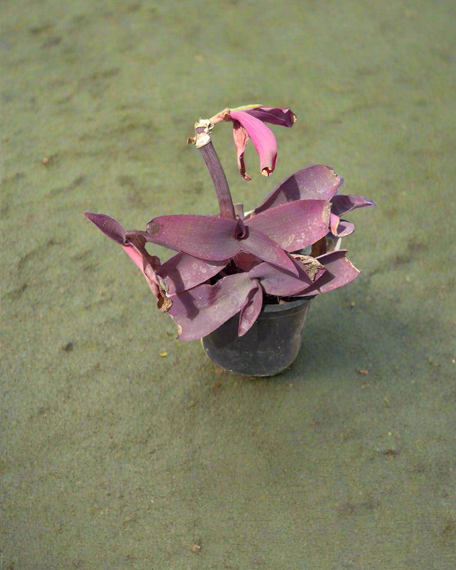 Ground Cover Setcreasea Purpurea (Pruple Heart|Purple Queen) | 5 - 8cm - Acacia Garden Center