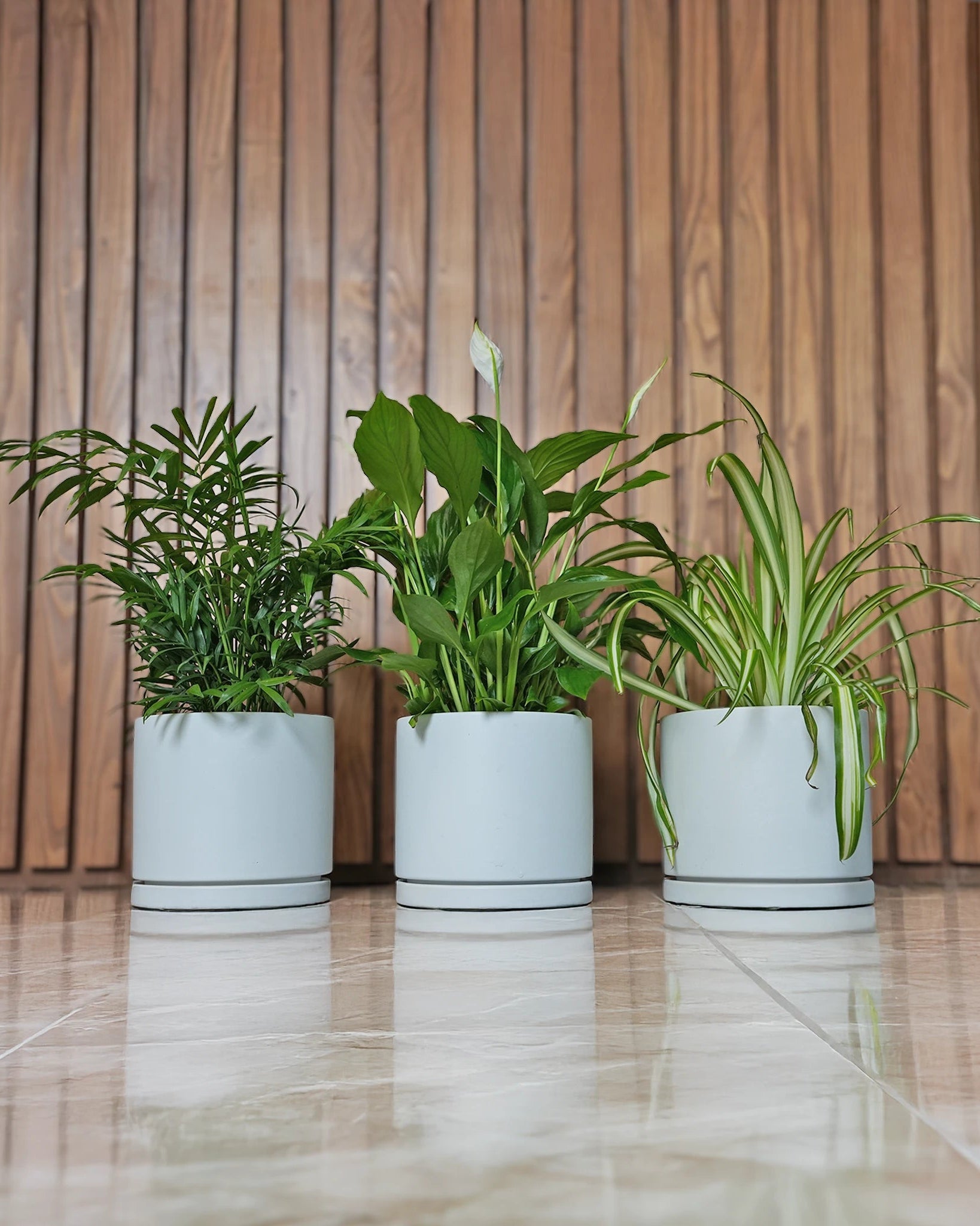 Hard to Kill Mini Bundle - Acacia Garden Center