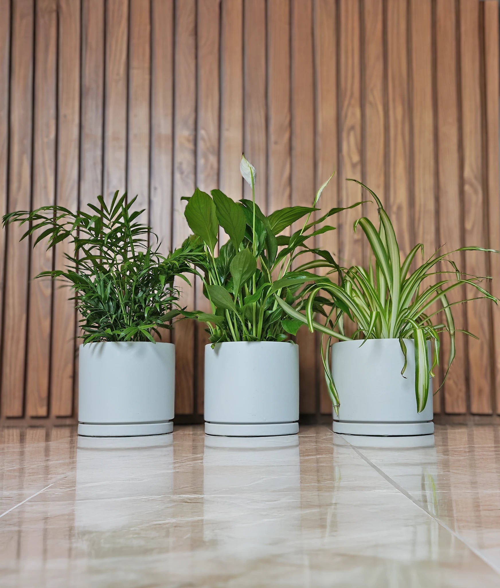 Hard to Kill Mini Bundle - Acacia Garden Center
