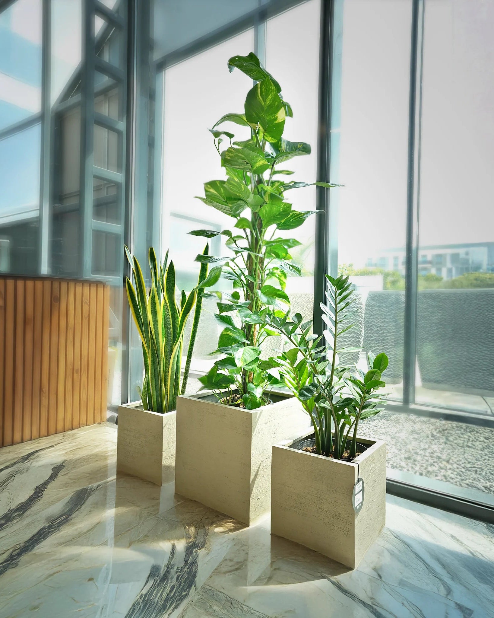 Hard to Kill Plants Bundle - Acacia Garden Center