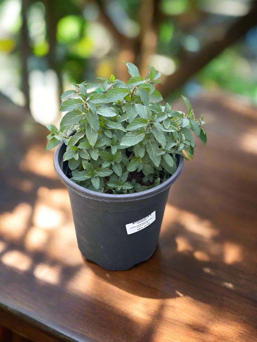 Herb Mentha Mint | 20 - 30cm - Acacia Garden Center