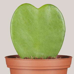 Hoya Hearts (Hoya Kerrii) | 8 - 10cm - Acacia Garden Center
