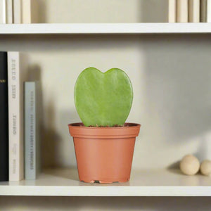 Hoya Hearts (Hoya Kerrii) | 8 - 10cm - Acacia Garden Center