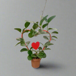 Hoya Heuschkeliana 'Green' (Hoya) | 15 - 20 cm - Acacia Garden Center