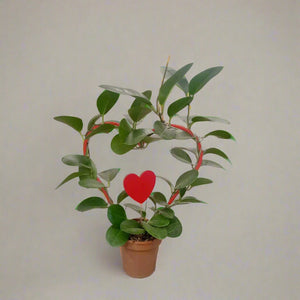 Hoya Heuschkeliana 'Green' (Hoya) | 15 - 20 cm - Acacia Garden Center