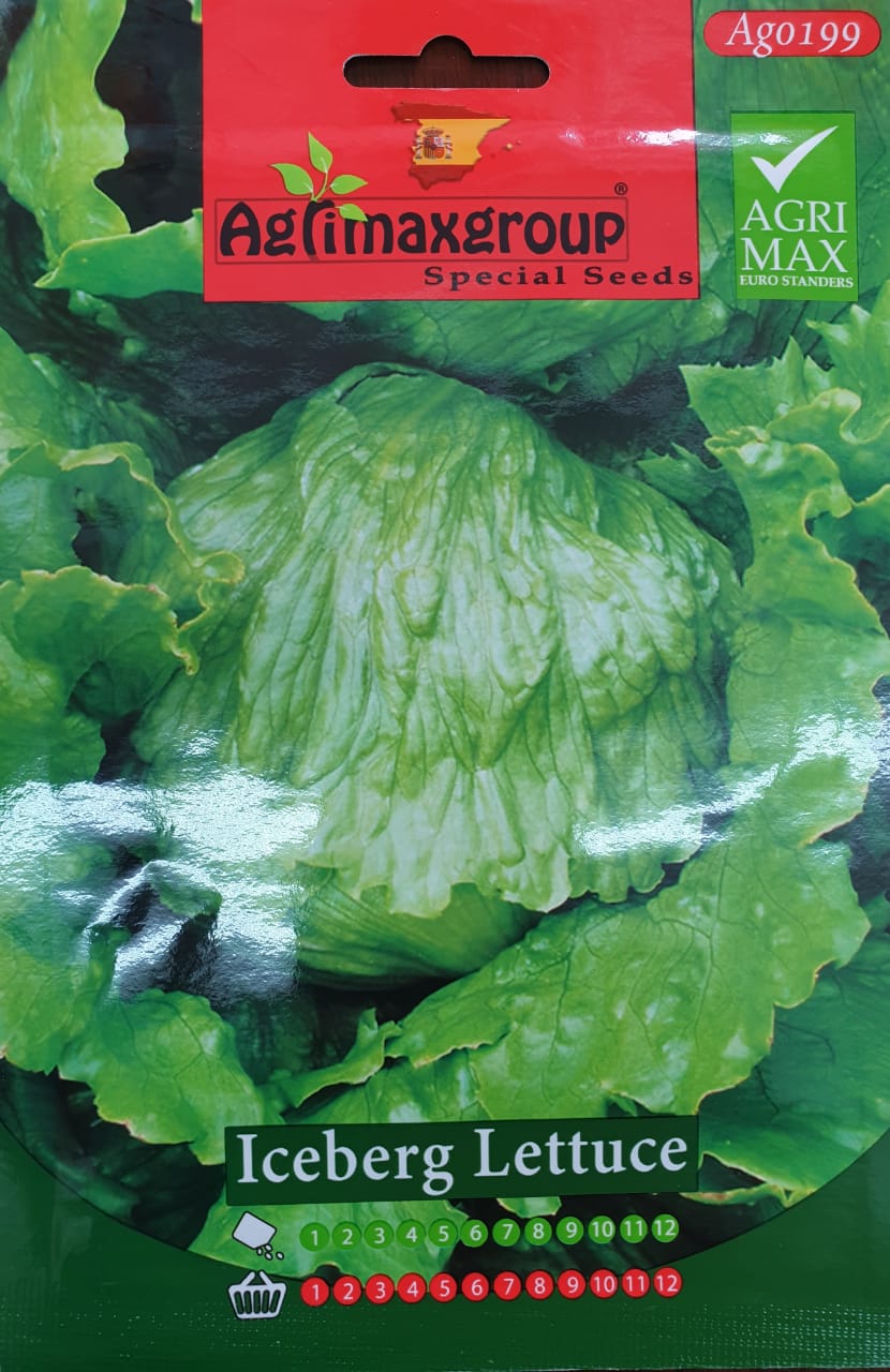 Iceberg Lettuce - Acacia Garden Center