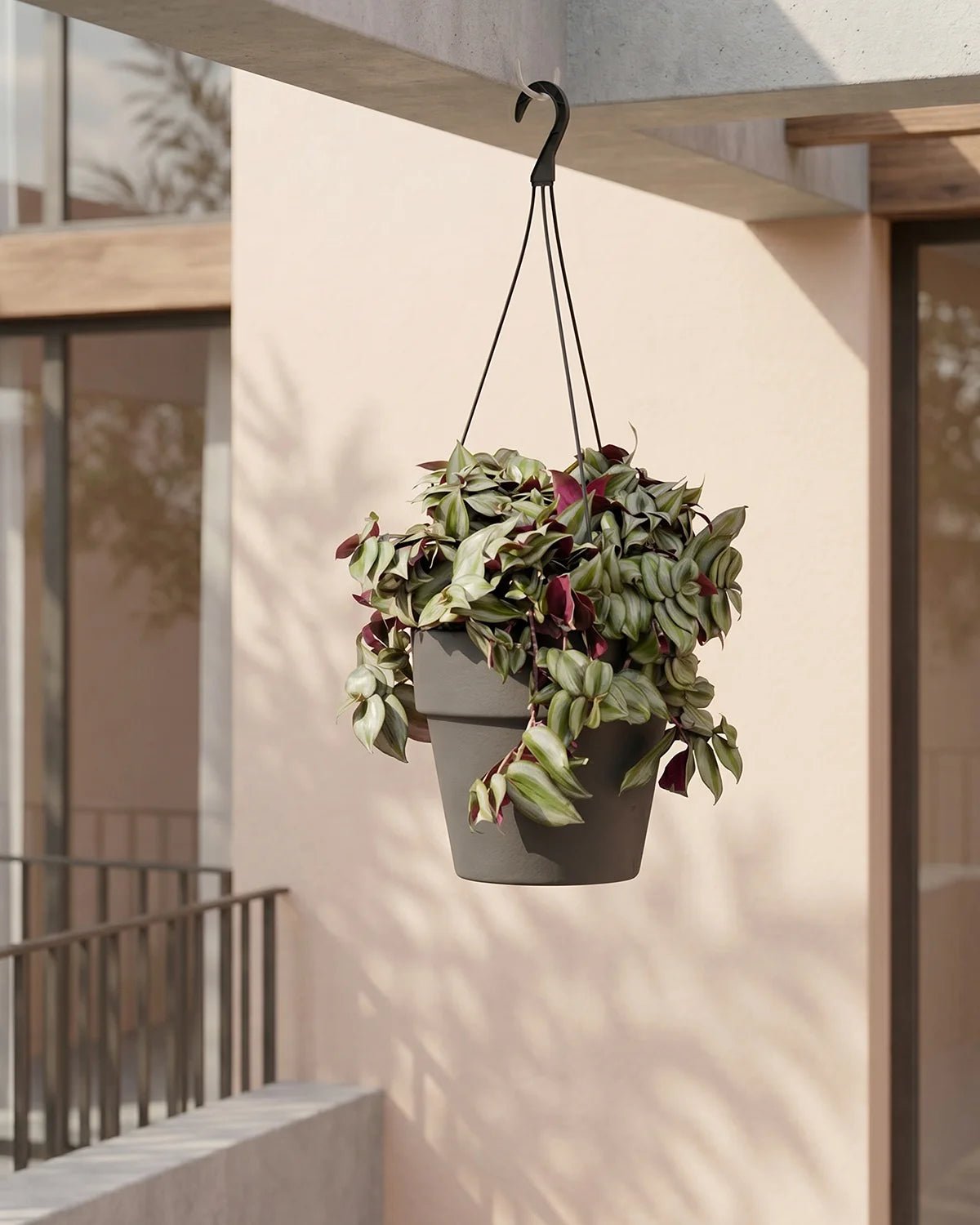 Inch Plant (Tradescantia zebrina) | Hanging, 20–30 cm - Acacia Garden Center