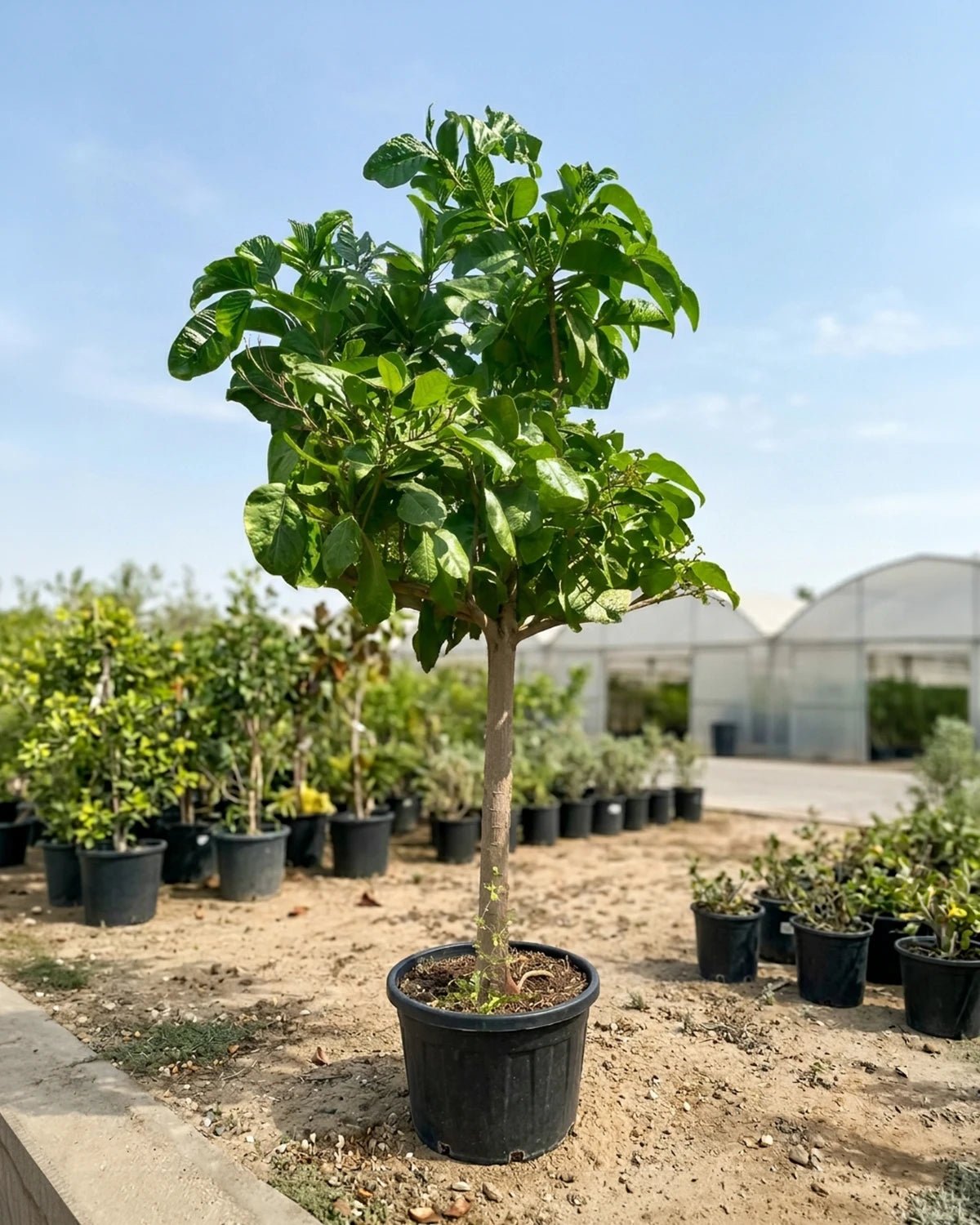 Indian Almond (Terminalia catappa) | 4.0–4.5 m, 20–25 cm Girth - Acacia Garden Center