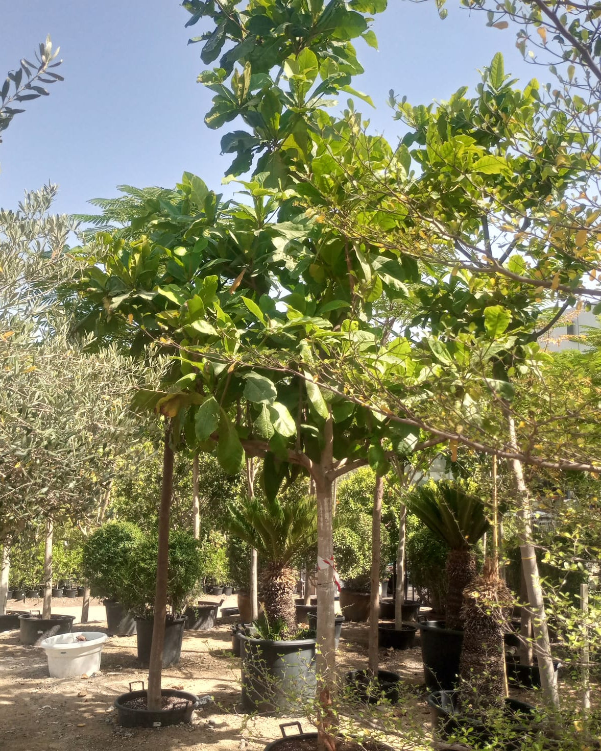 Indian Almond (Terminalia catappa) | 4.0–4.5 m, 20–25 cm Girth - Acacia Garden Center