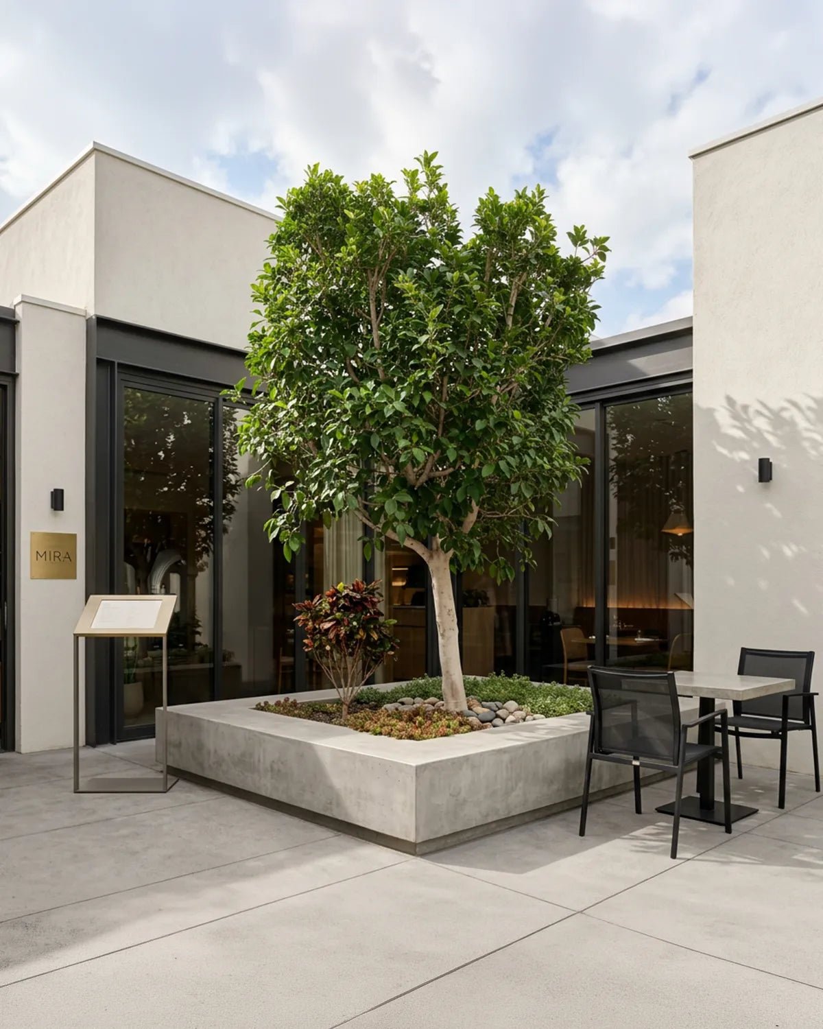 Indian Laurel (Ficus nitida) | 1.5–2.0 m, 25–30 cm Girth - Acacia Garden Center