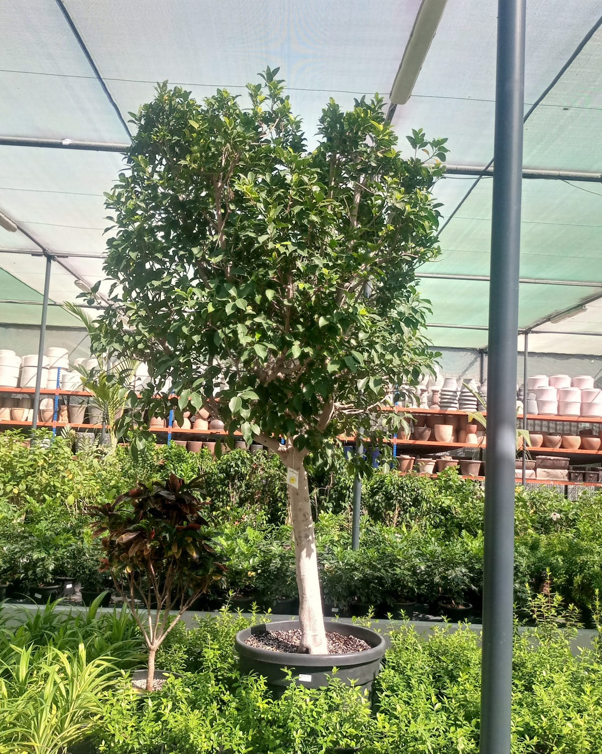 Indian Laurel (Ficus nitida) | 1.5–2.0 m, 25–30 cm Girth - Acacia Garden Center