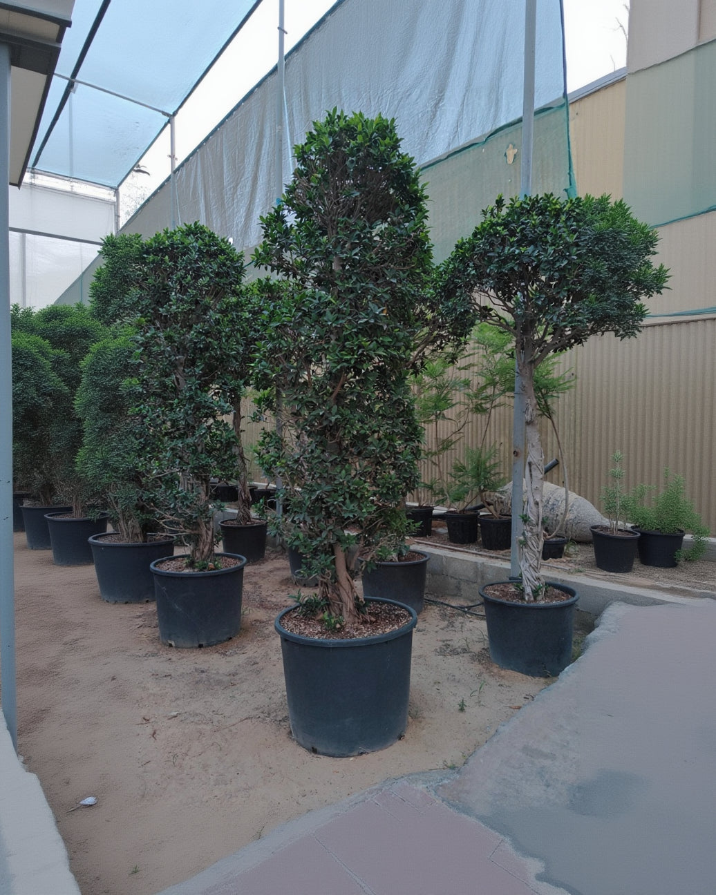 Indian Laurel (Ficus nitida) | 1.8–3.5 m - Acacia Garden Center