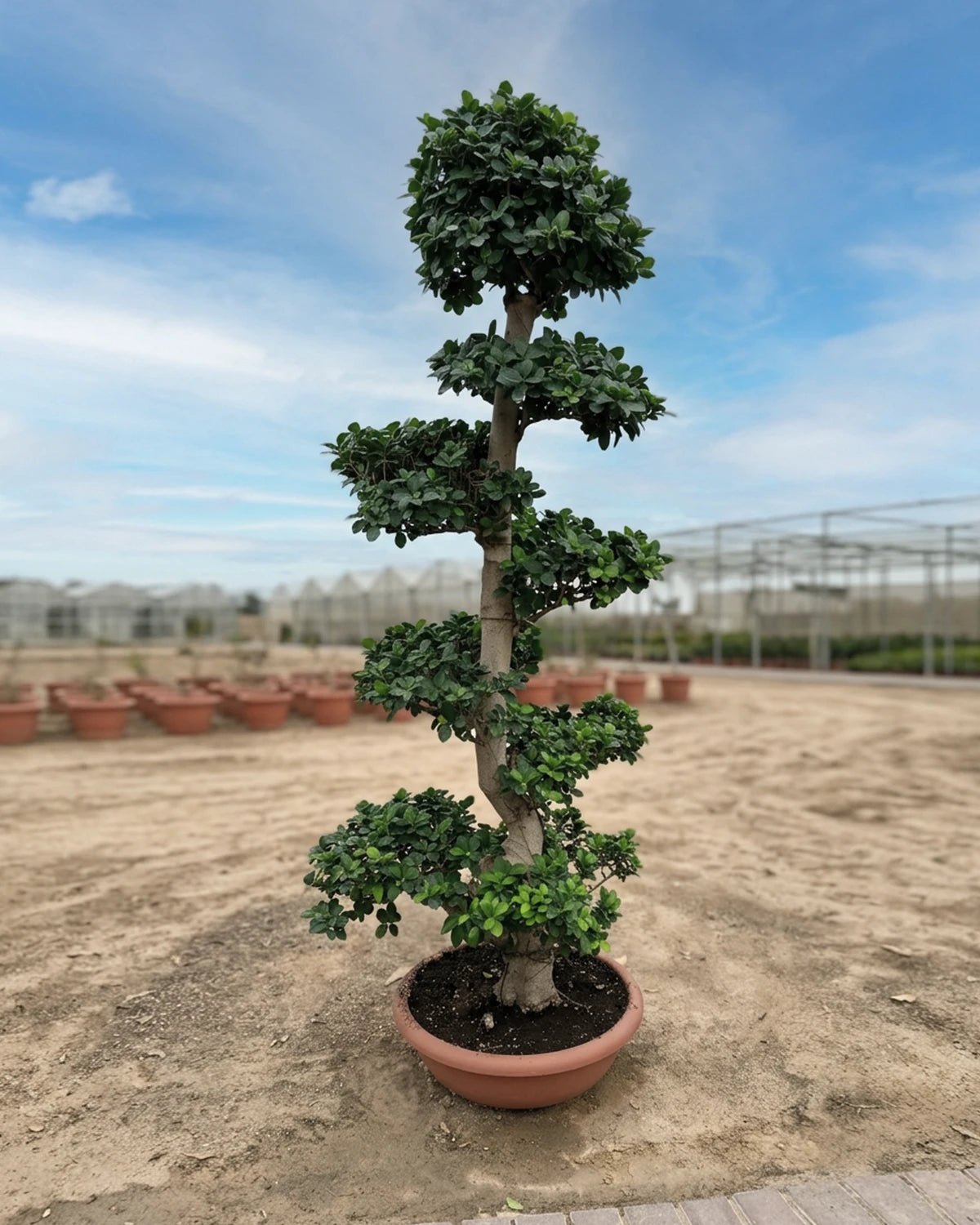 Indian Laurel (Ficus nitida) | 1.8–3.5 m - Acacia Garden Center