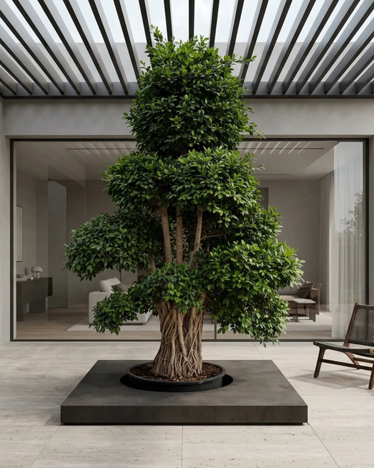 Indian Laurel (Ficus nitida) | Mature, 4.0–6.0 m - Acacia Garden Center