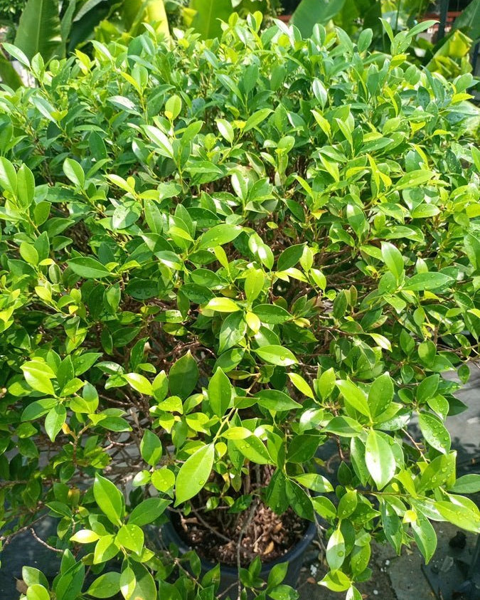 Indian Laurel Fig (Ficus nitida) | Small Head, 80–100 cm - Acacia Garden Center