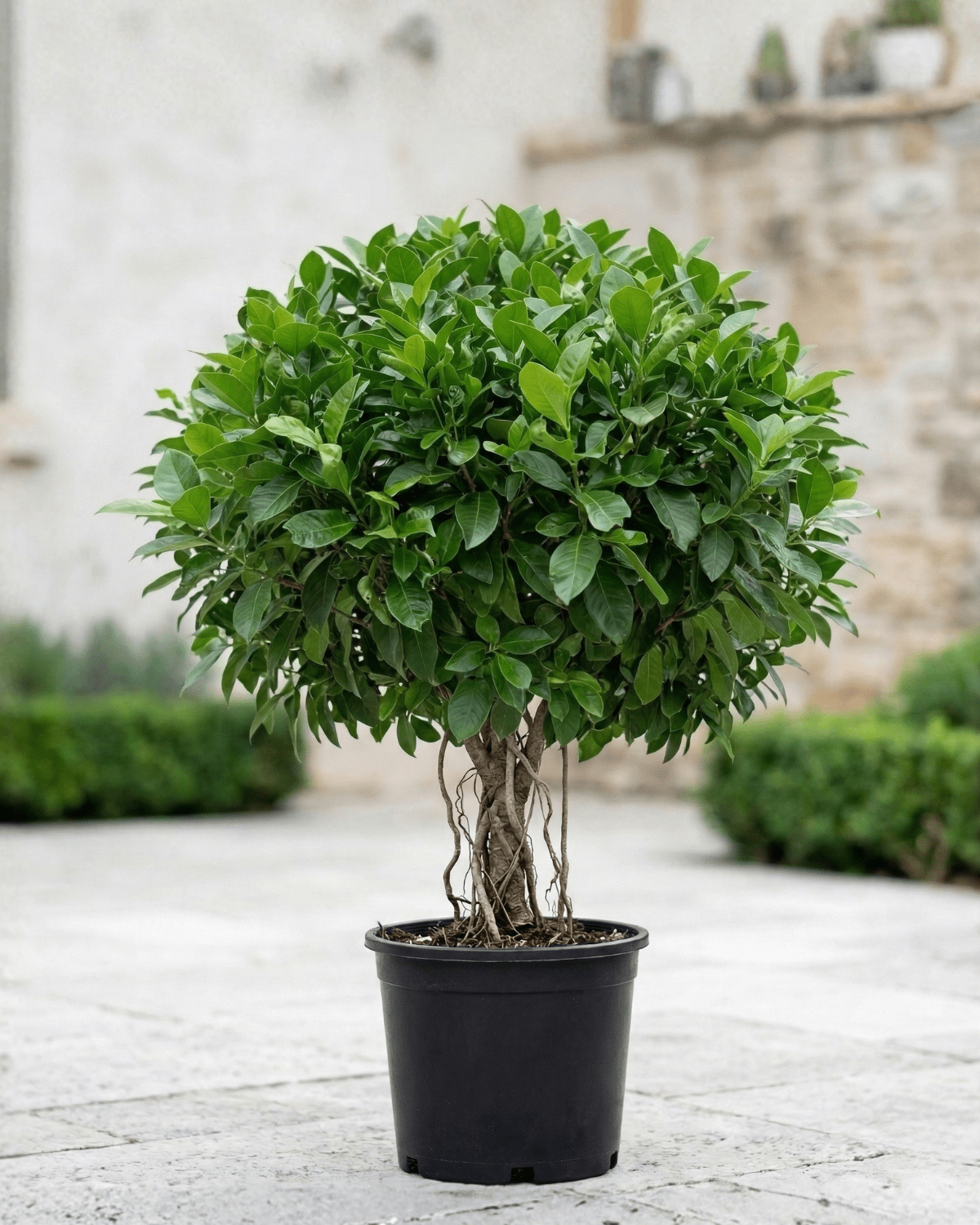 Indian Laurel Fig (Ficus nitida) | Small Head, 80–100 cm - Acacia Garden Center