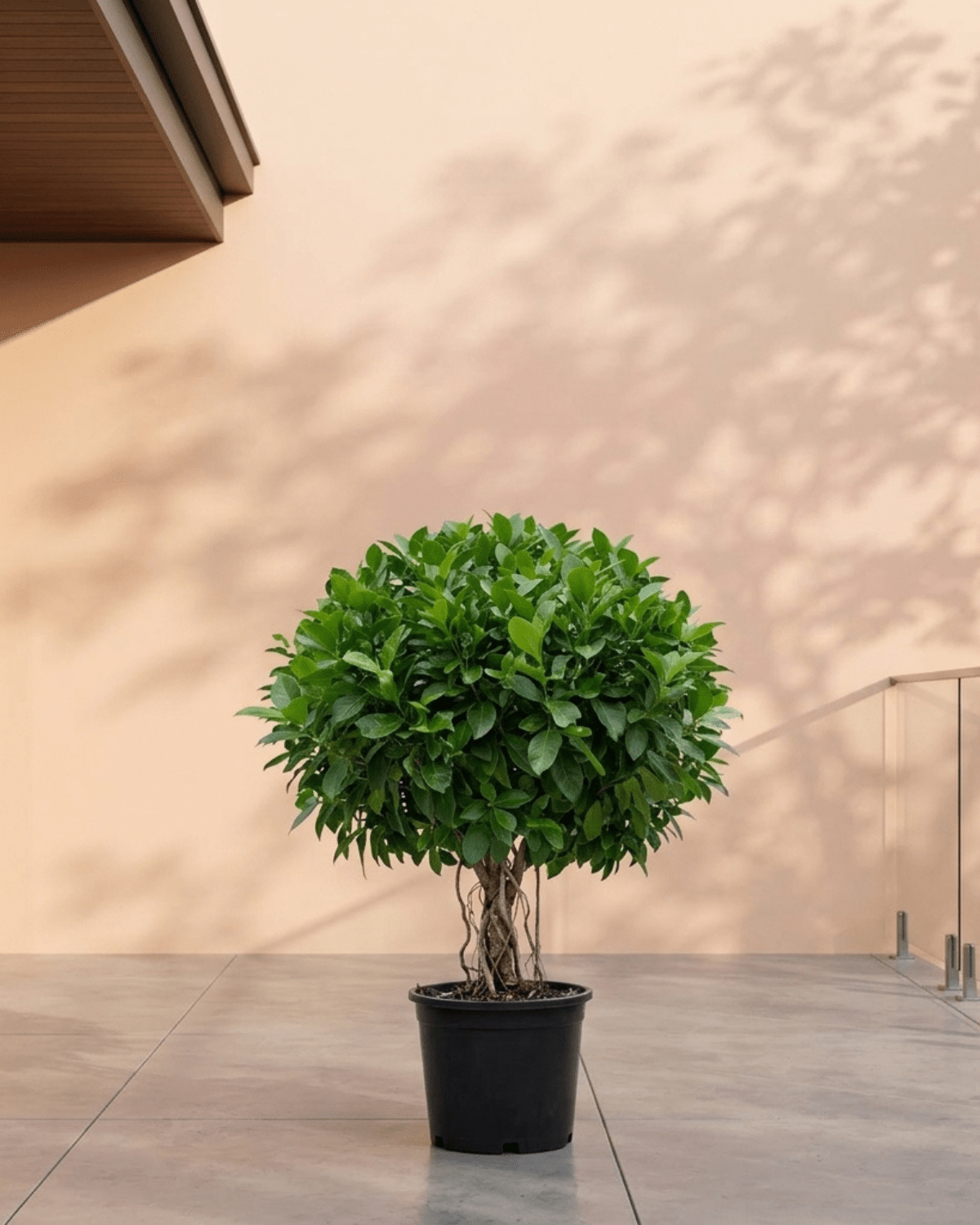 Indian Laurel Fig (Ficus nitida) | Small Head, 80–100 cm - Acacia Garden Center