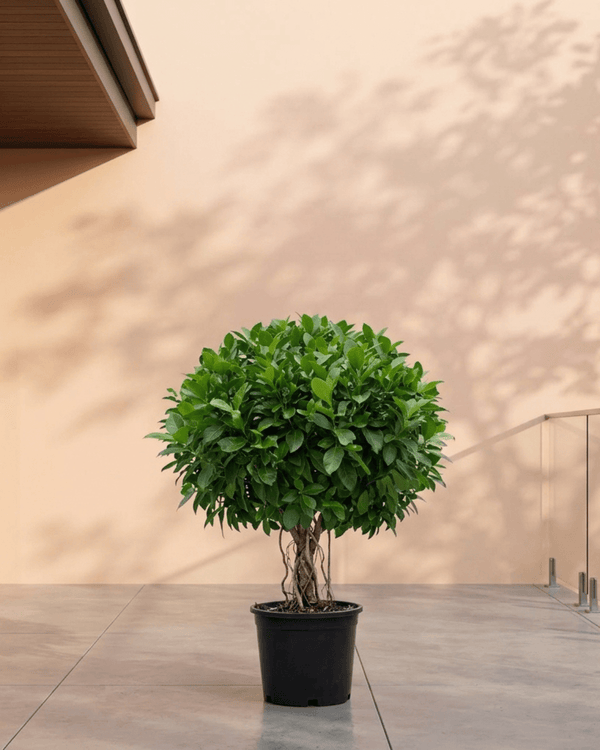 Indian Laurel Fig (Ficus nitida) | Small Head, 80–100 cm - Acacia Garden Center