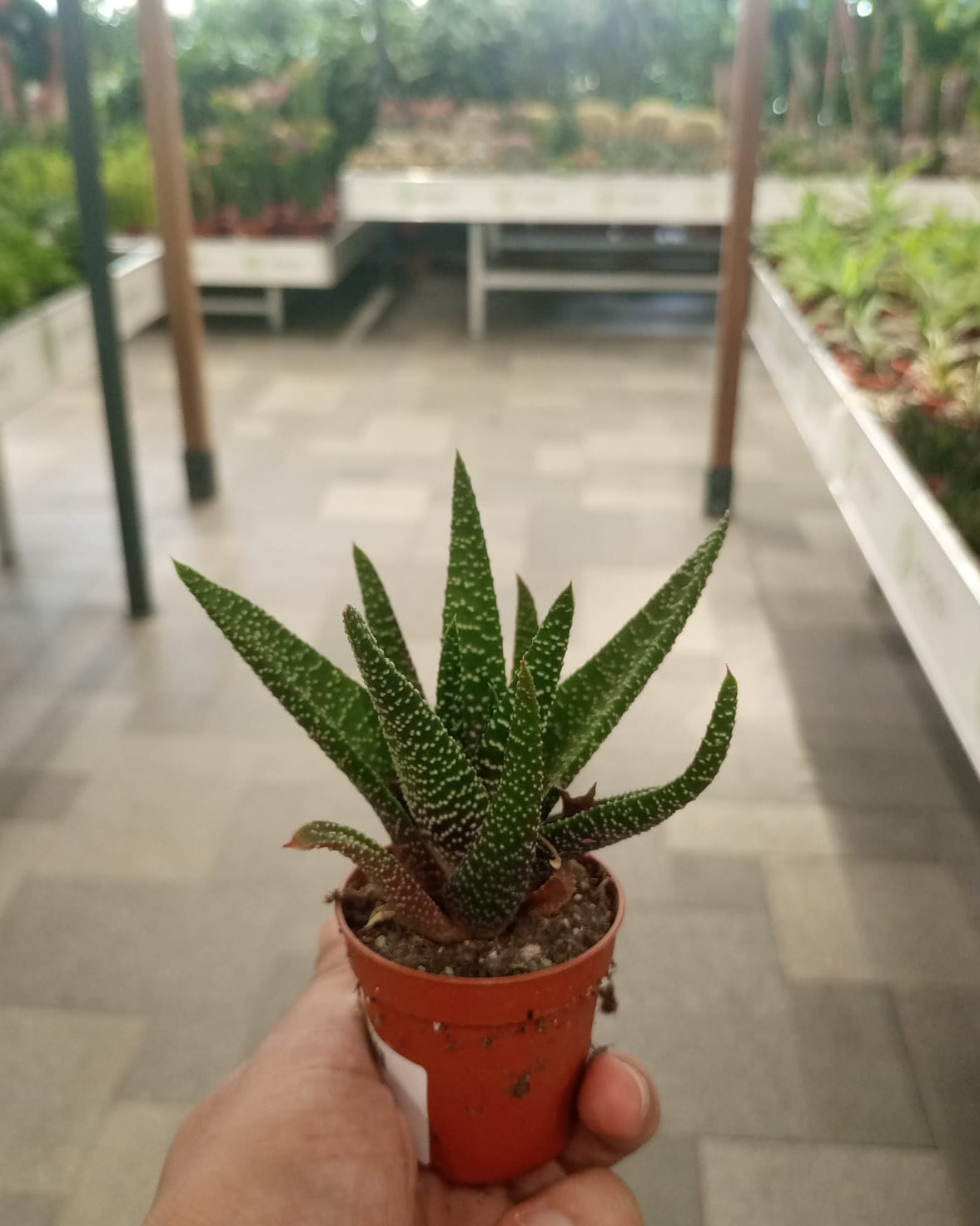 Indoor Aloe Mix Succulents - Acacia Garden Center