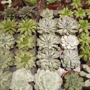 Indoor Echeveria Mixed, Type IE, 0.2LP - Acacia Garden Center