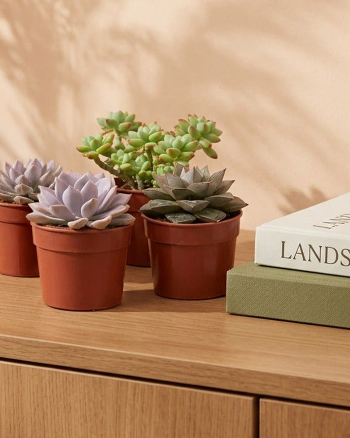 Indoor Echeveria Mixed, Type IE, 0.2LP - Acacia Garden Center