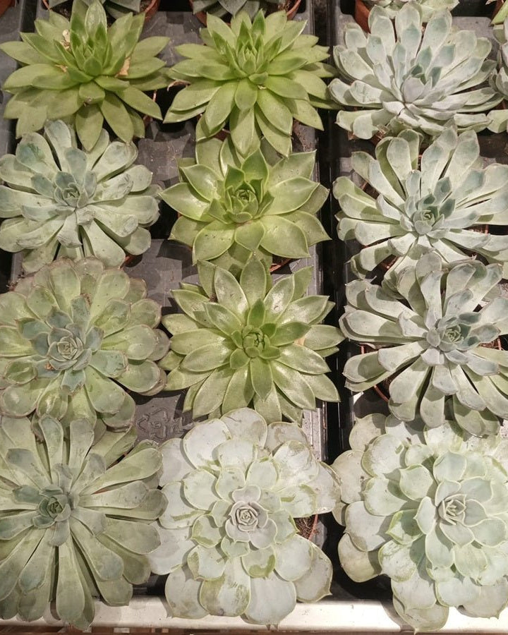 Indoor Echeveria Mixed, Type IE, 0.2LP - Acacia Garden Center