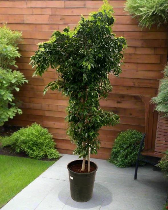 Indoor Ficus Benjamina Danielle (Starlight) - Acacia Garden Center