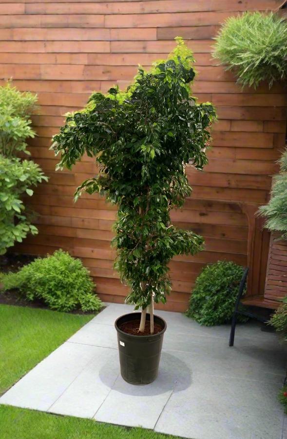 Indoor Ficus Benjamina Danielle (Starlight) - Acacia Garden Center