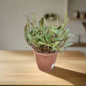 Indoor Ledebouria Socialis (Silver Squil) - Acacia Garden Center