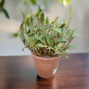 Indoor Ledebouria Socialis (Silver Squil) - Acacia Garden Center