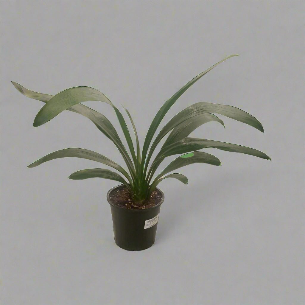 Indoor Lilium Orientalis (Oriental Lily) | 40 - 50 cm - Acacia Garden Center