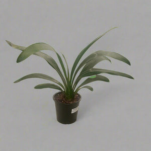 Indoor Lilium Orientalis (Oriental Lily) | 40 - 50 cm - Acacia Garden Center