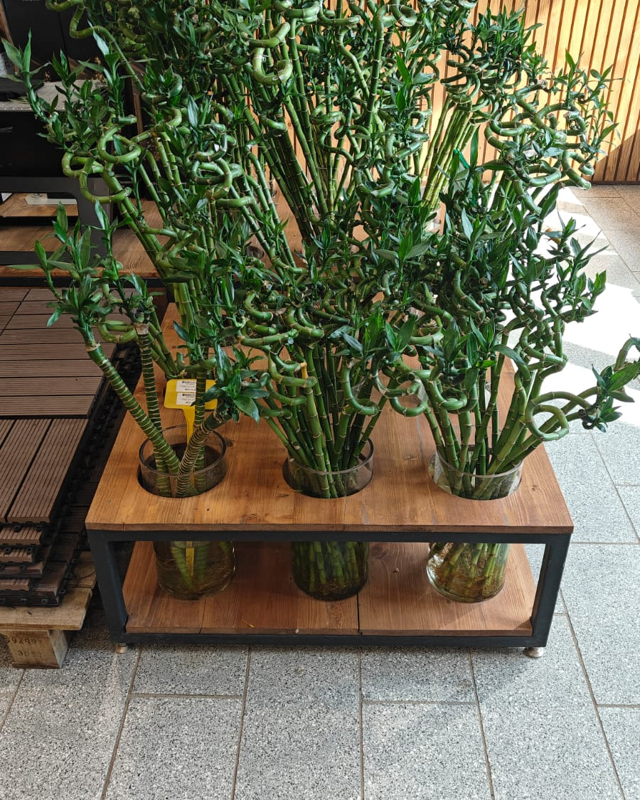 Indoor Lucky Bamboo Stick - 60 - 70cm - Acacia Garden Center