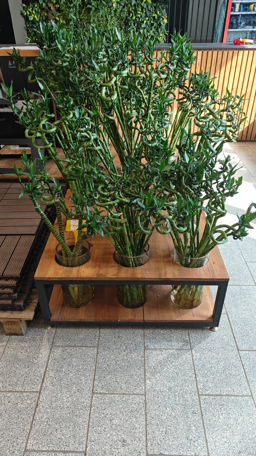 Indoor Lucky Bamboo Stick - 60 - 70cm - Acacia Garden Center