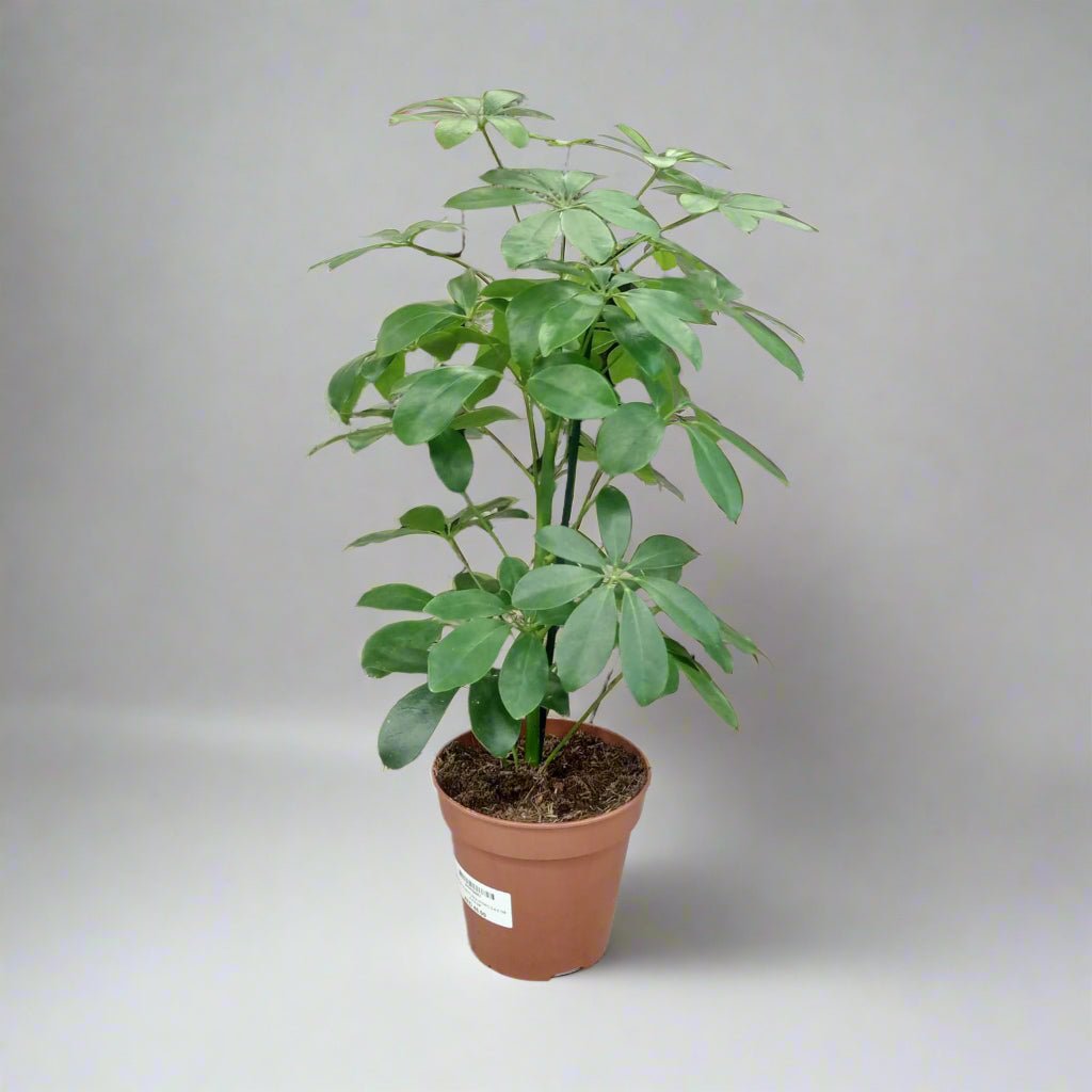 Indoor Schefflera (Dwarf Umbrella Tree) | 40 - 50 cm - Acacia Garden Center