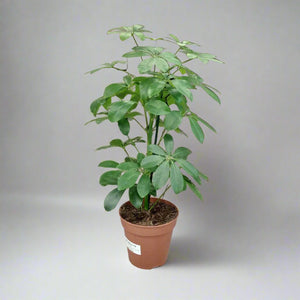 Indoor Schefflera (Dwarf Umbrella Tree) | 40 - 50 cm - Acacia Garden Center