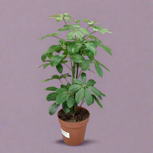Indoor Schefflera (Dwarf Umbrella Tree) | 40 - 50 cm - Acacia Garden Center