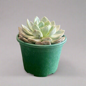 Indoor Succulent | Echevieria | 10 - 15 cm - Acacia Garden Center