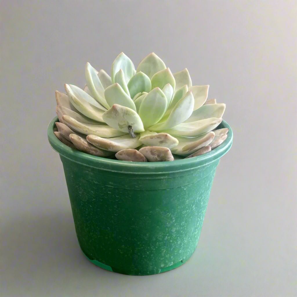 Indoor Succulent | Echevieria | 10 - 15 cm - Acacia Garden Center