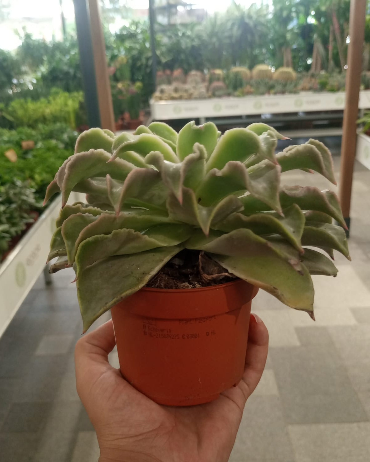 Indoor Succulents Echeveria Mixed - Acacia Garden Center