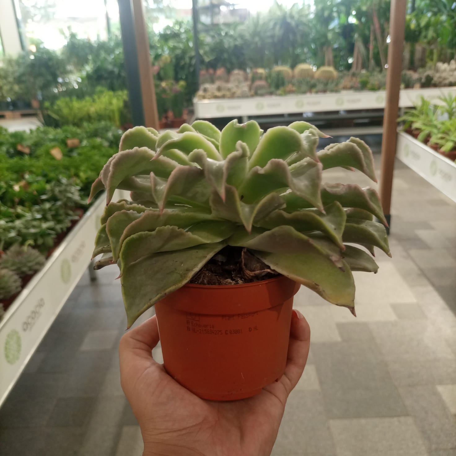 Indoor Succulents Echeveria Mixed - Acacia Garden Center