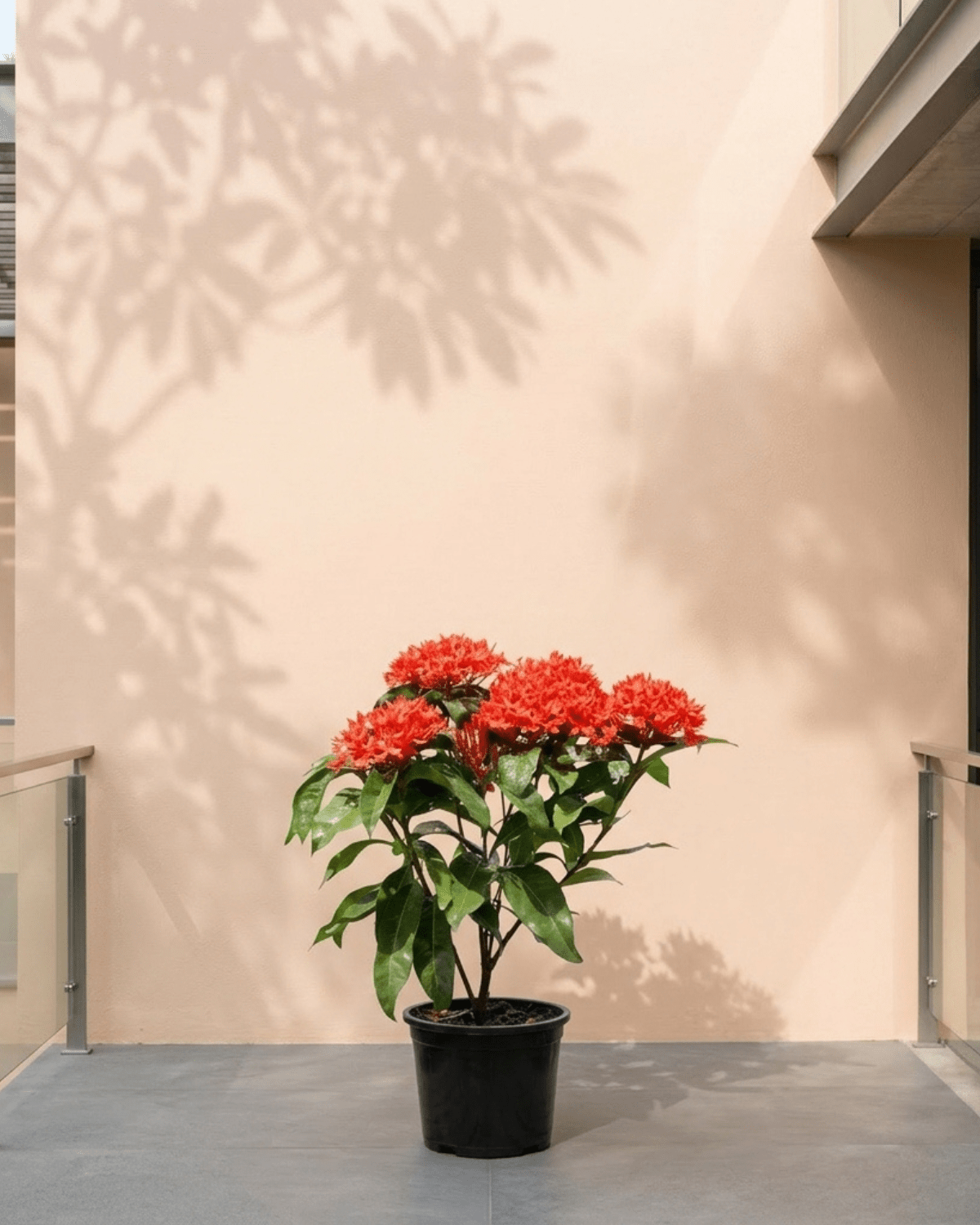Ixora / Jungle Flame (Ixora chinensis) | Flowering Shrub, 50–60 cm - Acacia Garden Center