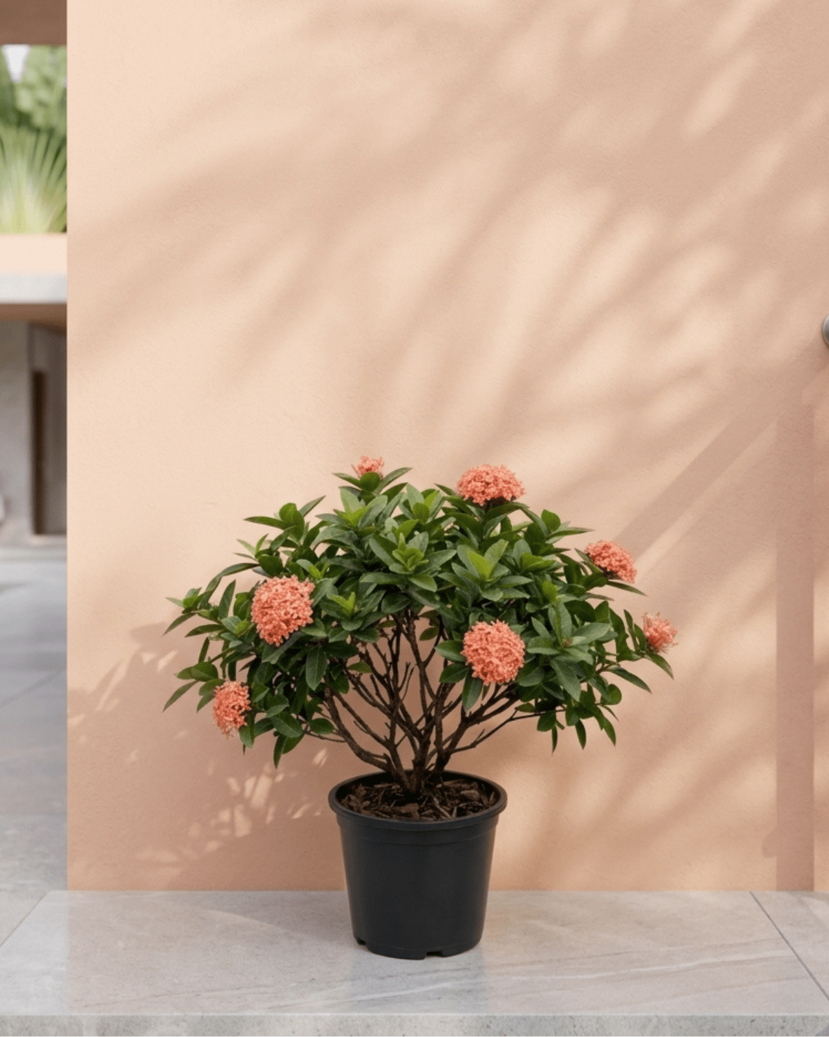 Ixora / Jungle Flame (Ixora chinensis) | Flowering Shrub, 50–60 cm - Acacia Garden Center