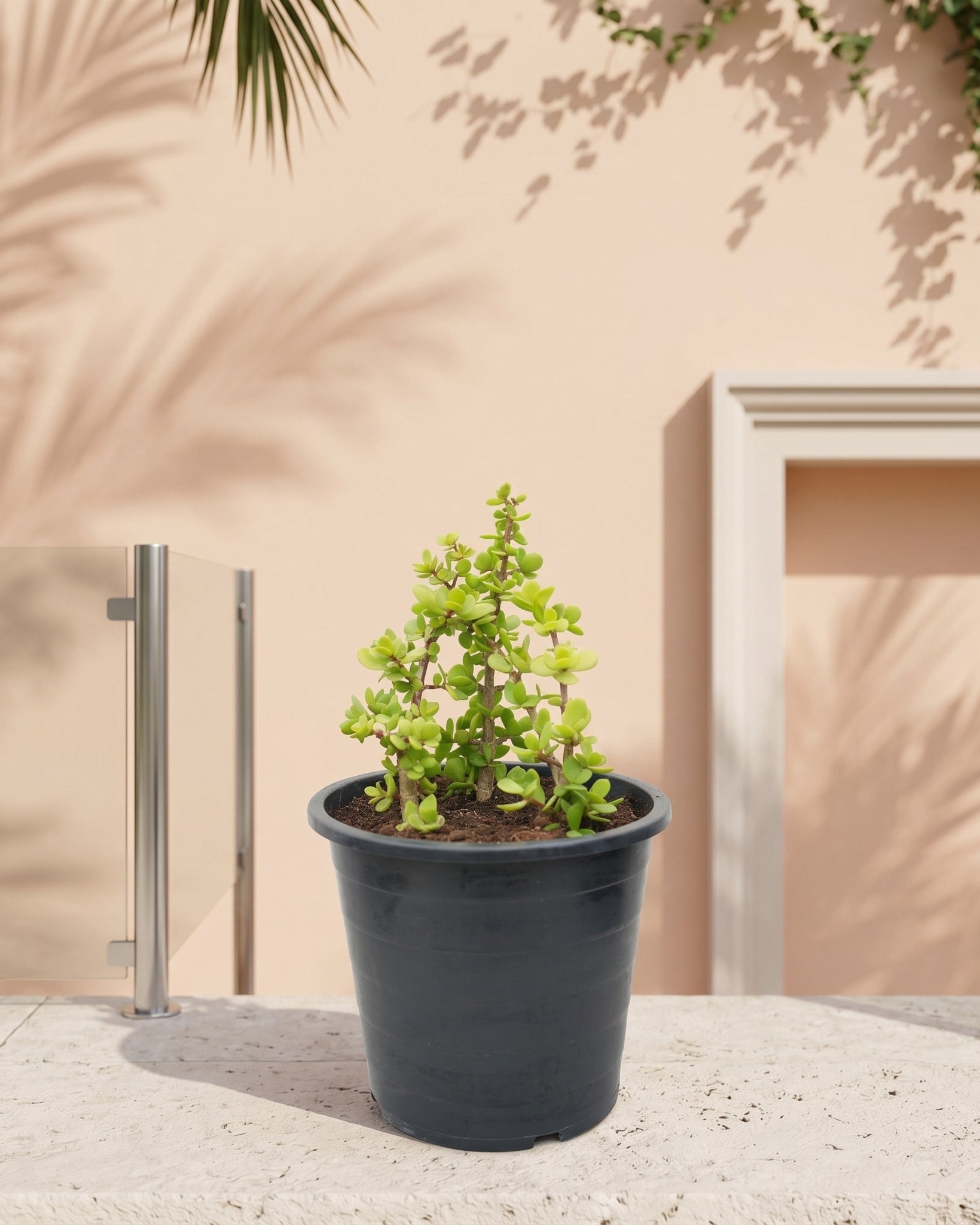 Jade Plant (Crassula ovata) | Lucky Plant, 20–30 cm - Acacia Garden Center