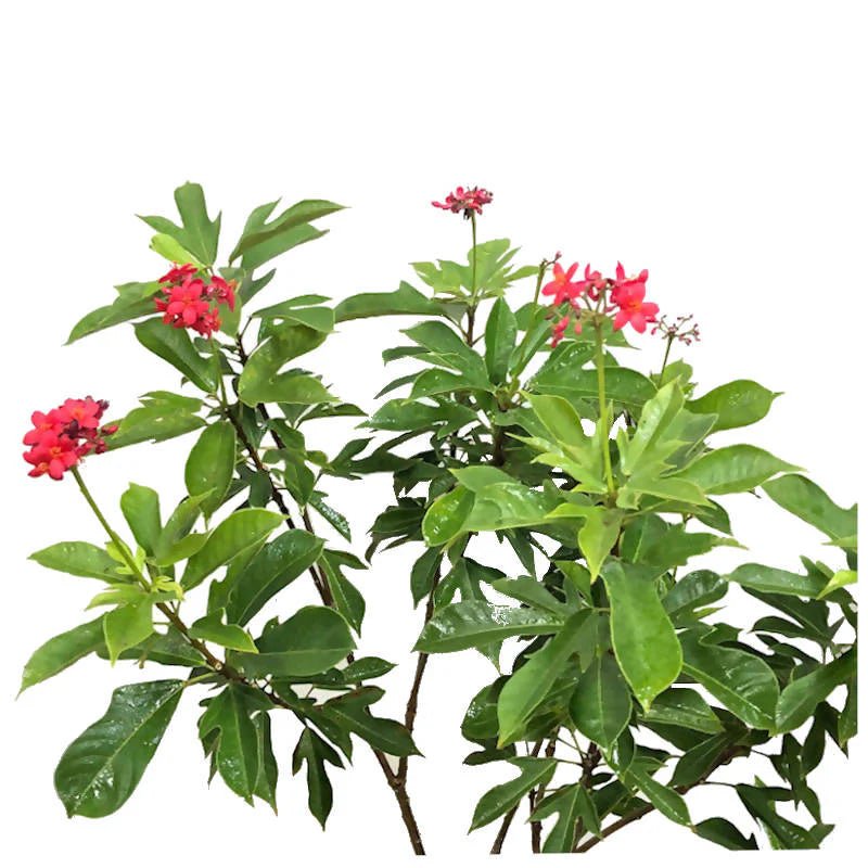 Jatropha Integerrima (Peregrina or Spicy Jatropha) | 60 - 70cm - Acacia Garden Center