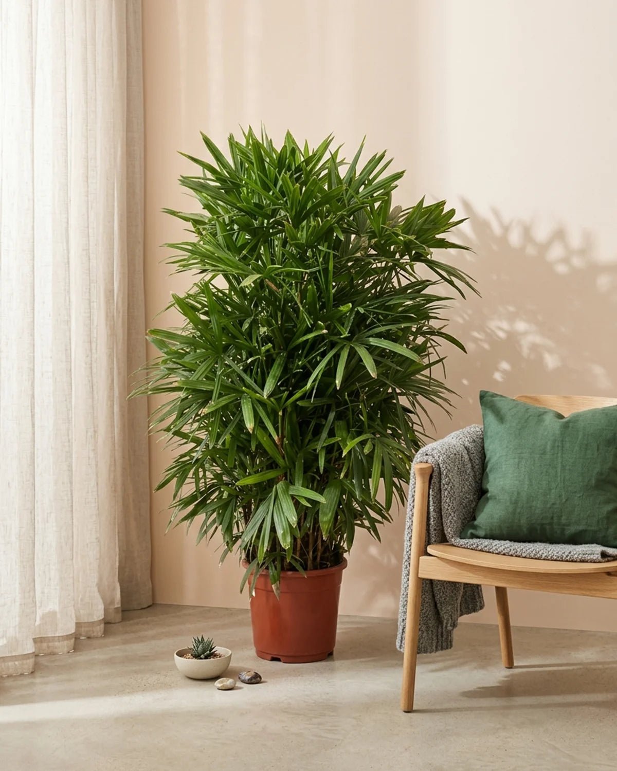 Lady Palm (Rhapis excelsa) | Potted, 70–150 cm - Acacia Garden Center