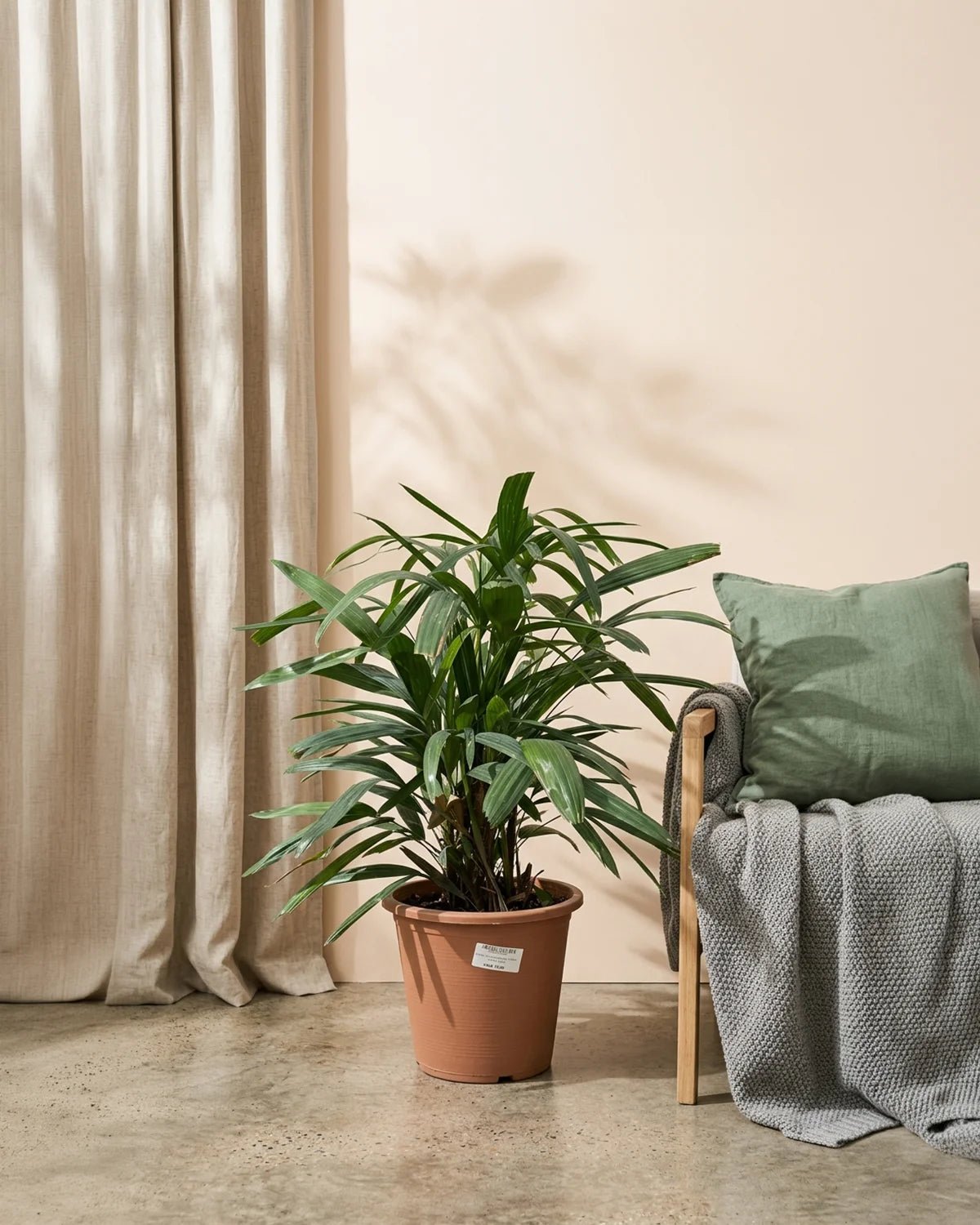 Lady Palm (Rhapis excelsa) | Potted, 70–150 cm - Acacia Garden Center